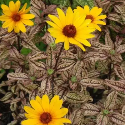 Гелиопсис САММЕР ПИНК в Лиде