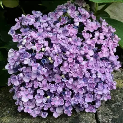 Гортензия АИША крупнолистная  в Лиде