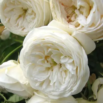 Роза АРТЕМИС шраб в Лиде