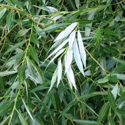 Ива ломкая  в Лиде