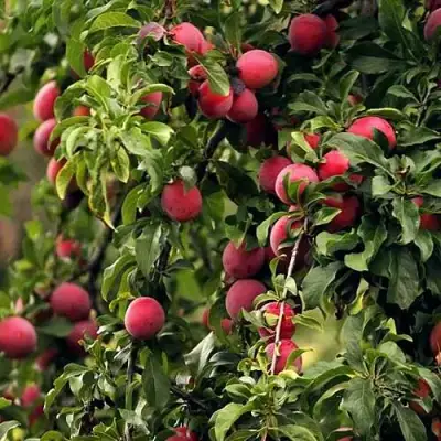 Слива КЛЕОПАТРА в Лиде