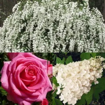 Комплект ВЕЧНАЯ КЛАССИКА в Лиде