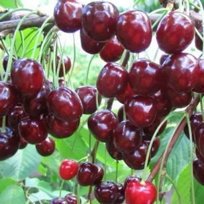 Черешня ОВСТУЖЕНКА в Лиде