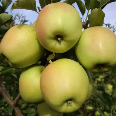 Яблоня СКИФСКОЕ ЗОЛОТО в Лиде