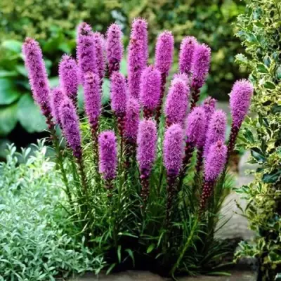 Лиатрис РОЗЕА колосковая в Лиде