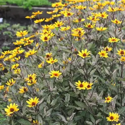 Гелиопсис САММЕР ПИНК в Лиде