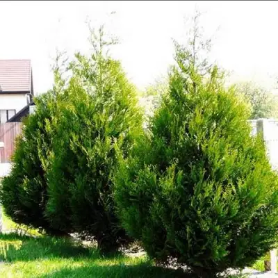 Туя АТРОВИРЕНС складчатая в Лиде