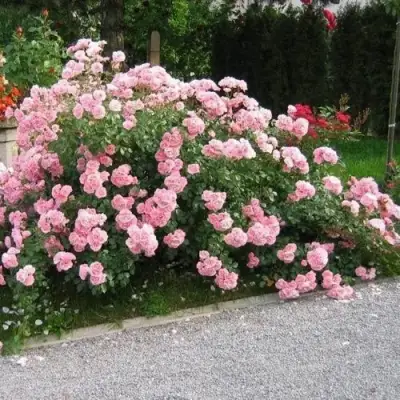 Роза БОНИКА флорибунда в Лиде