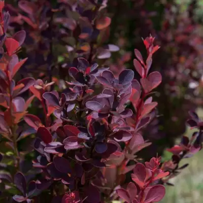 Барбарис ХЕЛМОНД ПИЛЛАР тунберга в Лиде