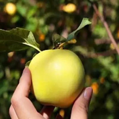 Яблоня РОССИЯНКА в Лиде