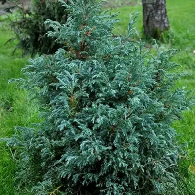 Кипарисовик БЕБИ БЛЮ горохоплодный в Лиде