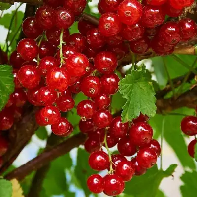 Смородина красная НАТАЛИ в Лиде