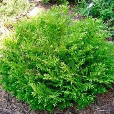 Туевик НАНА долотовидный  в Лиде