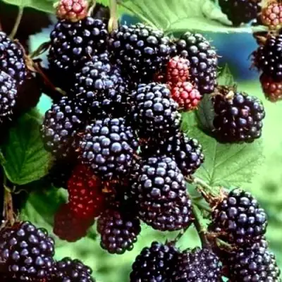 Ежевика ЭВЕРГРИН бесшипная  в Лиде