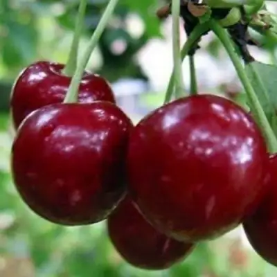 Вишня ГРИОТ БЕЛОРУССКИЙ в Лиде