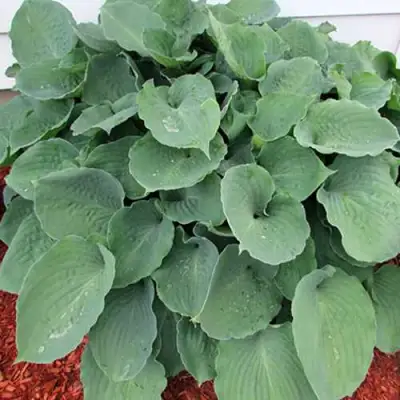 Хоста МУНЛАЙТ СОНАТА гибридная в Лиде