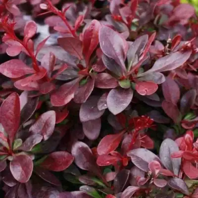 Барбарис АТРОПУРПУРЕА НАНА тунберга в Лиде