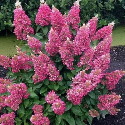 Гортензия МЕГА МИНДИ метельчатая в Лиде