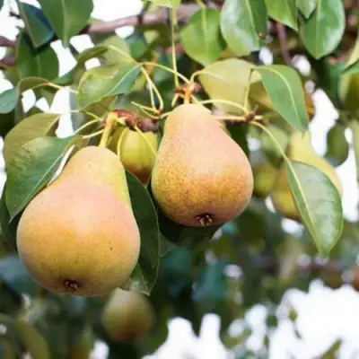 Груша ВЫСТАВОЧНАЯ в Лиде