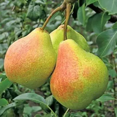 Груша ПАМЯТЬ ЯКОВЛЕВА в Лиде