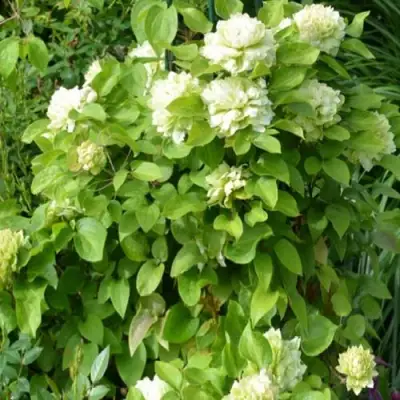 Клематис КОХАНА в Лиде