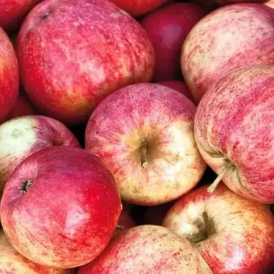 Яблоня ШТРИФЕЛЬ в Лиде