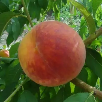 Персик ВАЙН ГОЛД Т3 в Лиде