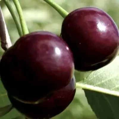 Дюк КСЕНИЯ (ЧЕРЕВИШНЯ) в Лиде