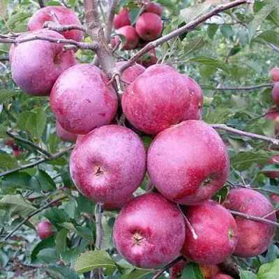 Яблоня ФЛОРИНА в Лиде