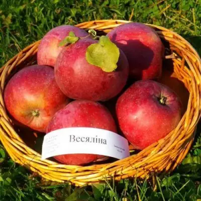 Яблоня ВЕСЯЛИНА в Лиде