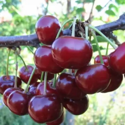 Вишня НОРД СТАР в Лиде