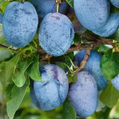 Слива ОДА в Лиде