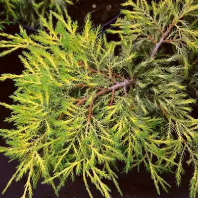 Можжевельник КИНГ ОФ СПРИНГ средний в Лиде