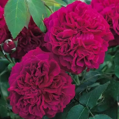 Роза ВИЛЬЯМ ШЕКСПИР английская в Лиде