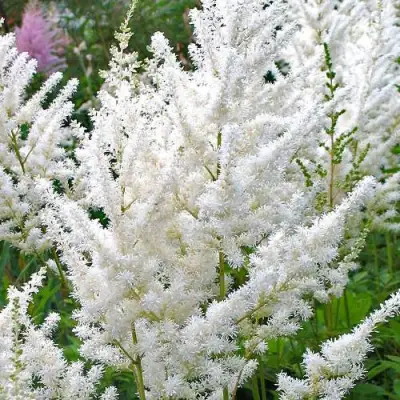 Астильба ДИАМАНТ Арендса в Лиде