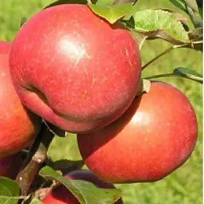 Яблоня РЕДКРАФТ в Лиде