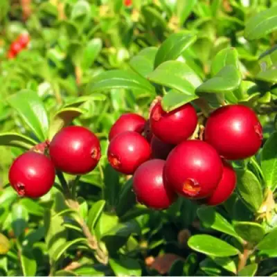 Брусника садовая РЕД ПЕРЛ в Лиде