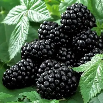 Ежевика БЛЭК БЬЮТИ в Лиде