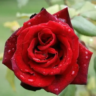 Роза ТАБУ чайно-гибридная в Лиде