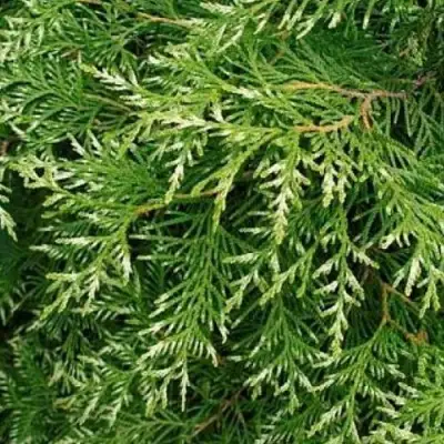 Туя СМАРАГД ВАРИЕГАТА западная в Лиде