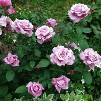 Роза ШАРЛЬ ДЕ ГОЛЛЬ чайно-гибридная в Лиде