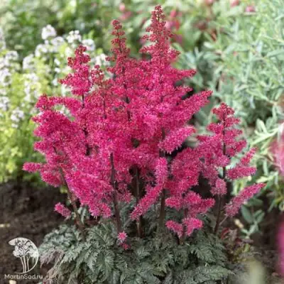 Астильба МУЛЕН РУЖ курчавая в Лиде