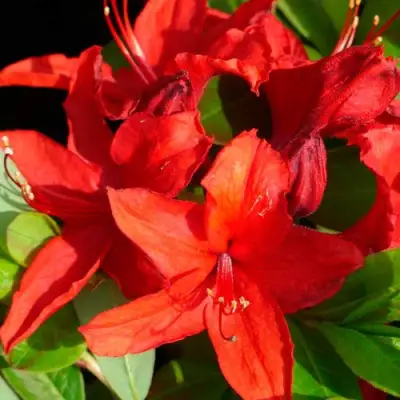 Азалия НАБУКО листопадная в Лиде