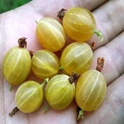 Крыжовник ЯРОВОЙ в Лиде