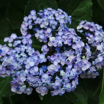 Гортензия АИША крупнолистная  в Лиде