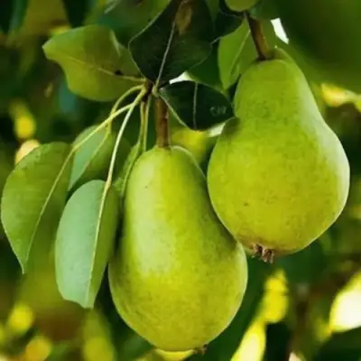 Груша СЕВЕРЯНКА колонновидная в Лиде