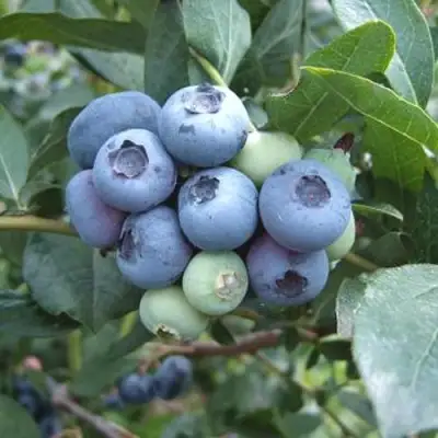 Голубика БЛЮЭТТА в Лиде