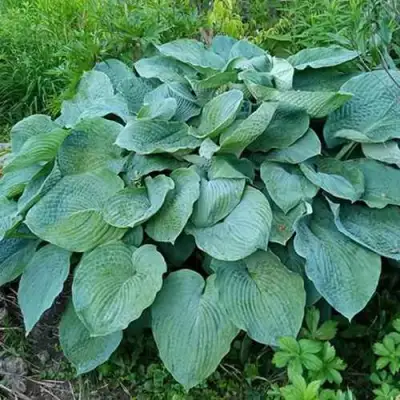 Хоста ЭЛЕГАНС Зибольда в Лиде