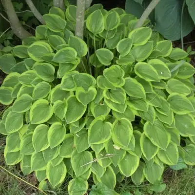 Хоста ГОЛДЕН ТИАРА в Лиде