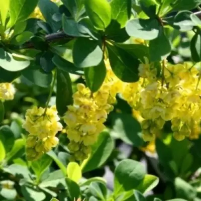 Барбарис ИНДИАН САММЕР  в Лиде